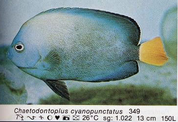 Chaetodontoplus cyanopunctatus